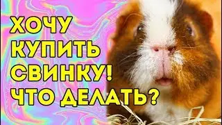 ВСЁ О МОРСКИХ СВИНКАХ ДЛЯ НОВИЧКА 🐽 