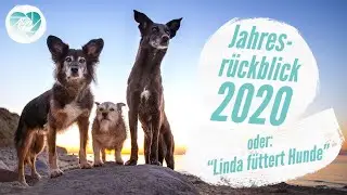 Jahresrückblick 2020 - oder: Linda füttert Hunde 4.0