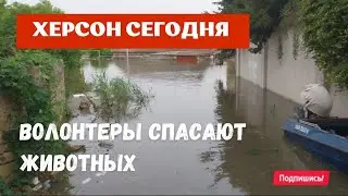 Херсон 🇺🇦 Сегодня 🍉 Волонтеры Спасают Животных и Людей