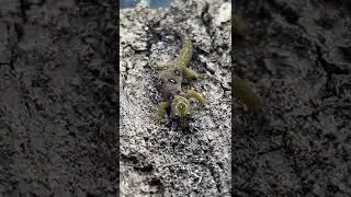 Rarest Geckos In The World! *TINY* #shorts #reptiles #animals #lizard #gecko #cuteanimals #rare #zoo