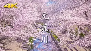 吹上 元荒川の桜並木 - 2.5km / 500本の桜が水面を彩る -  (shot on BMPCC6K)