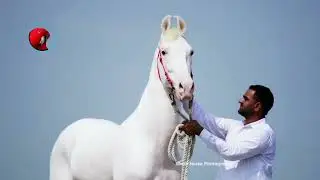 বিশ্বের সবচেয়ে সুন্দর নুকড়া ঘোড়া? nukra/Hijra Horse -Pets Paradise