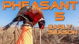 Pheasant Hunting Public Land 5 | Early Season 