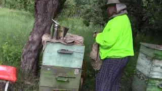 осмотр  пчелиной  семьи