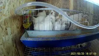 Клетка для 15 перепелов.