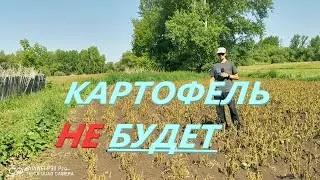 МОРОЗ УБИЛ УРОЖАЙ КАРТОФЕЛЯ в Оренбургской области! Часть 2