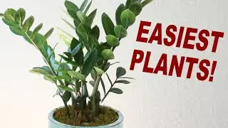 Plants For Plant Killers