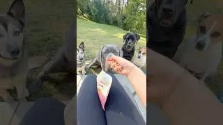 when you open a new bag of stinky salmon treats 🤣🍣🐟 #pupford #dogtreats