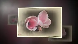 plantes