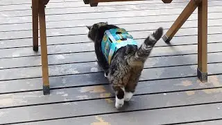ビール箱を着て外に出たら暑過ぎたねこ。-Maru went out wearing his beer box, but it was too hot.-