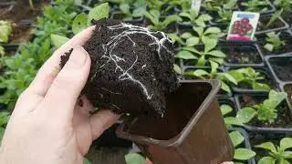 По плану   корни