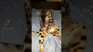 КОТ
