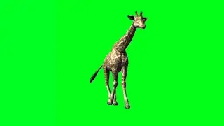 Giraffe Green Screen Walk And Hard Running Video | Giraffe African Animal
