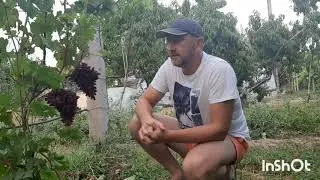 Виноград Карнавал на 21.08.2020