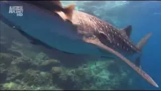 Whale shark