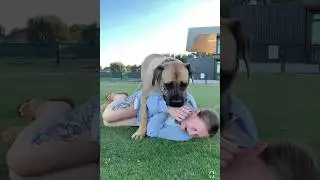 Big Boerboel Loves to Play