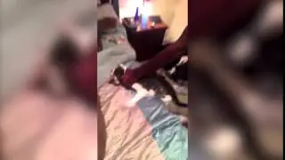 Video shows cat beaten and choked