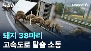 돼지 38마리 고속도로 탈출 소동 / 채널A / 뉴스A