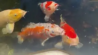 Feeding Koi at Mission San Juan Capistrano