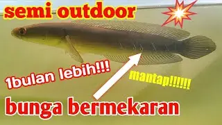 Hasil Treatment Bunga Channa Maru Semi Outdoor selama 1bulan lebih | channa yellow sentarum