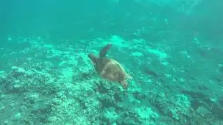 Sea Turtle Swimming At Honolua Bay In Maui