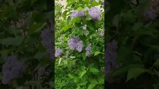 VID 20200604 100752