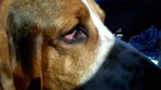 Bassets car ride