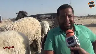 ✅ كبش يدور في رحبة غنوش: علوش بمليون و800.. حتى كان قاري في الجامعة ما يخلطش لهذا السعر🤣🤣