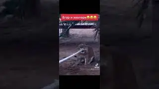 Егор Крил и зоопарк