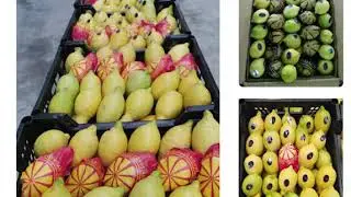 Egyption Lemon with High Quality