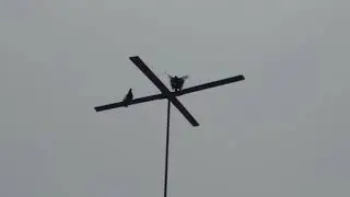 Курские голуби знакомого моего дедушки