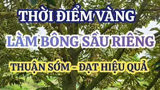 THỜI ĐIỂM VÀNG LÀM BÔNG SẦU RIÊNG THUẬN SỚM - ĐẠT HIỆU QUẢ