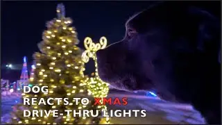 Dog's first Car Ride | My staffy dog reacts like any dog would |  Christmas Lights Drive-through