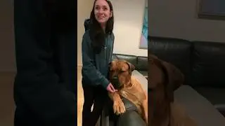 Big Boerboel is So Needy #trendingshorts #shortsfeed #boerboel