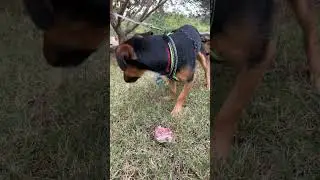 У нас пищевая зависимость 🥩🐕‍🦺😱