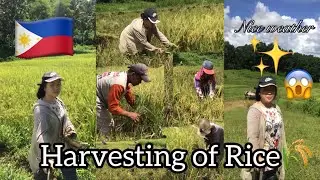 Harvesting Rice from the Rice Field manually #amazing