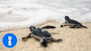 Turtles Swimming & Walking slowly... CUTEST compilation