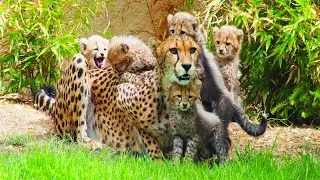 Zoo - Uma ideia para um espaço melhor