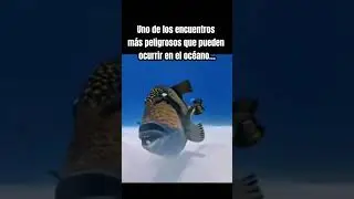 El Pez Más Agresivo del Arrecife 