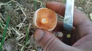 рыжики прут