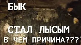 ВШИ, КЛЕЩИ и ВОЛОСОЕДЫ у коров зимой. Как ЛЕЧИТЬ?