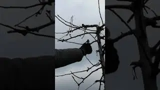 Обрезка яблони по типу Веретено
