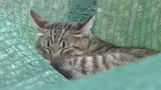 Самый мягкий гамаг (сися) Лучшее место отдыха,