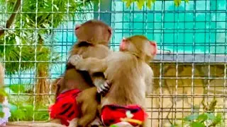 Посмотрите как Маня со Степой сидят обнявшись и  наблюдают за пумой! Такие милые!