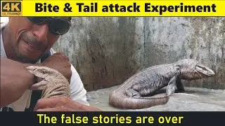 Monitor Lizard Bite and Tail attack Experiment