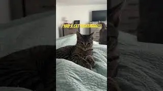 I had a CAT NIGHTMARE!  