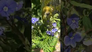 Прекрасное лето