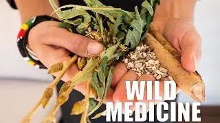 Foraging for Medicinal Plants - An educational plant walk in Colorado