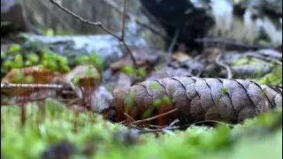 Лесные картинки