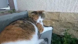 81. Усатый. Полосатый. Хвостатый